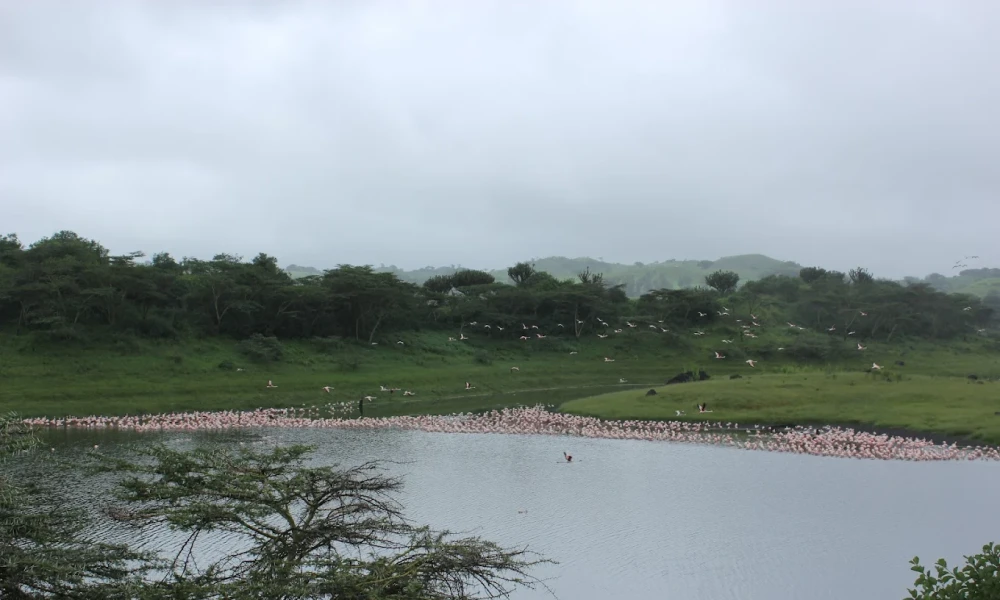 2️⃣ Flamingos at Momella Lakes The Momella Lakes inside Arusha National Park are famous for attracting thousands of flamingos. Their pink co