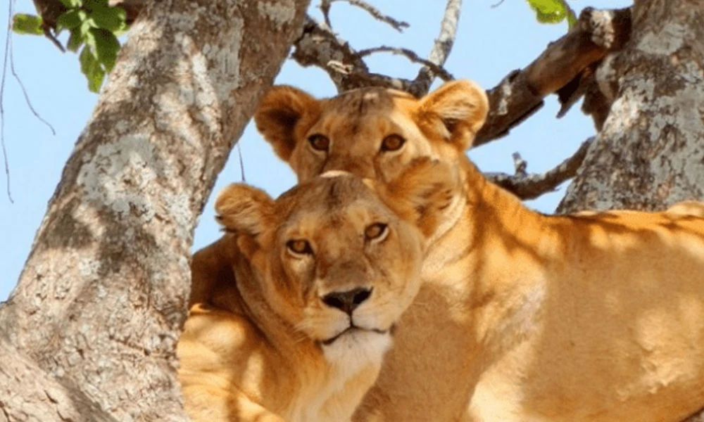 Tree climbing lions (Lake Manyara)