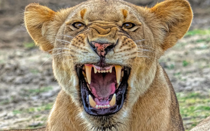 About Us: hello serengeti safaris