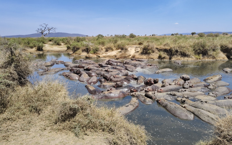 About Us: hello serengeti safaris