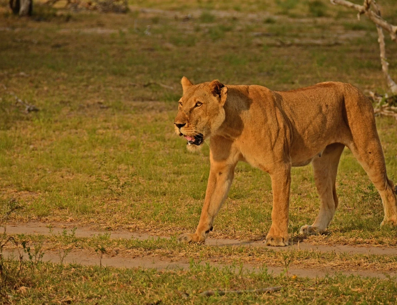 "Discover the Heart of Africa"