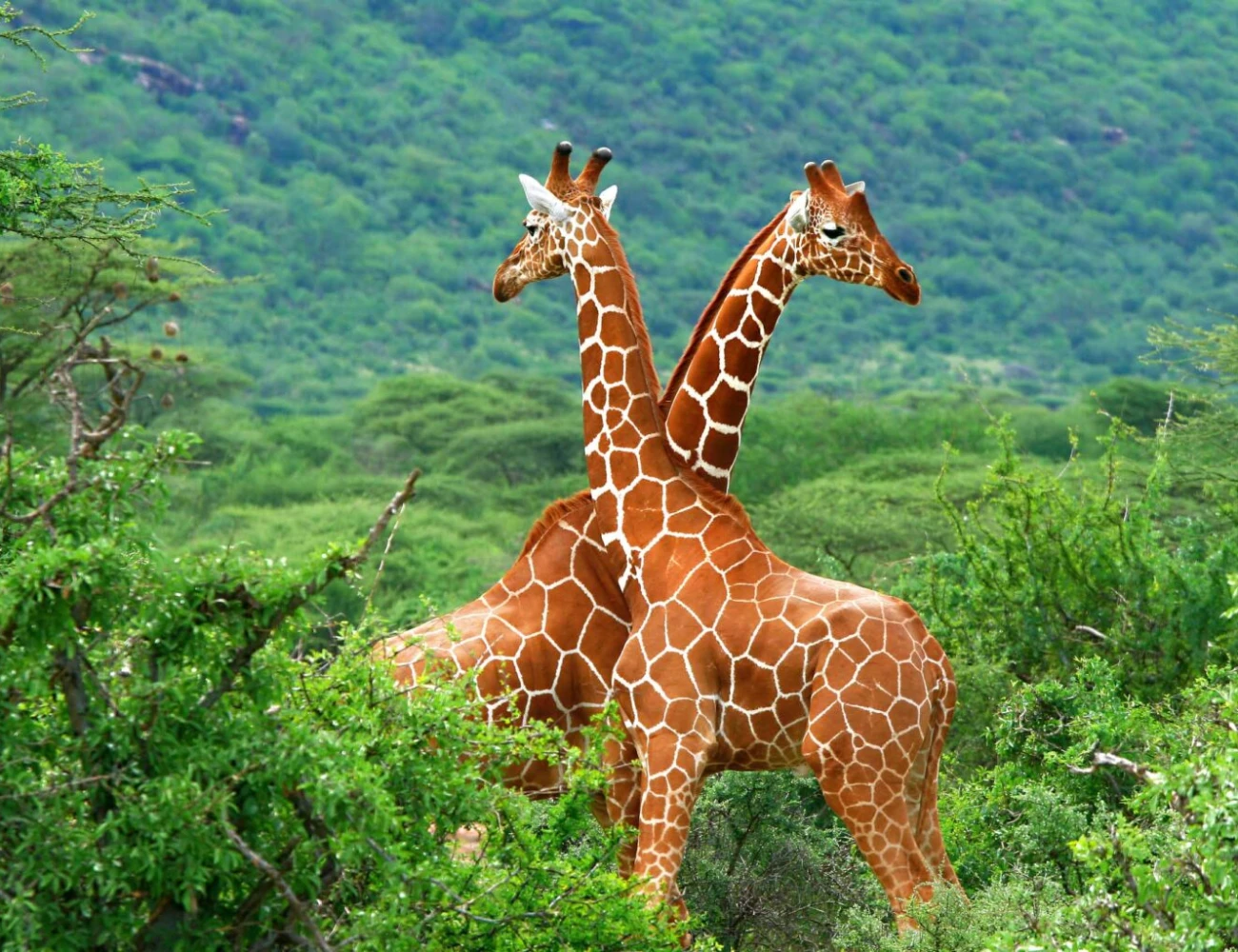 "Luxury Safari Experiences" 